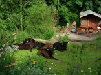 Cows in the garden
